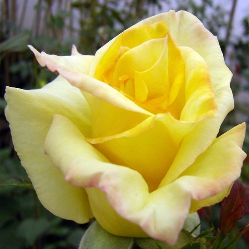 E-commerce, vendita, rose, in, vaso rose ibridi di tea - giallo - Rosa Frau E. Weigand - rosa intensamente profumata - Ludwig Weigand - Ha fiori decorativi e gialli. Il suo colore è duraturo.